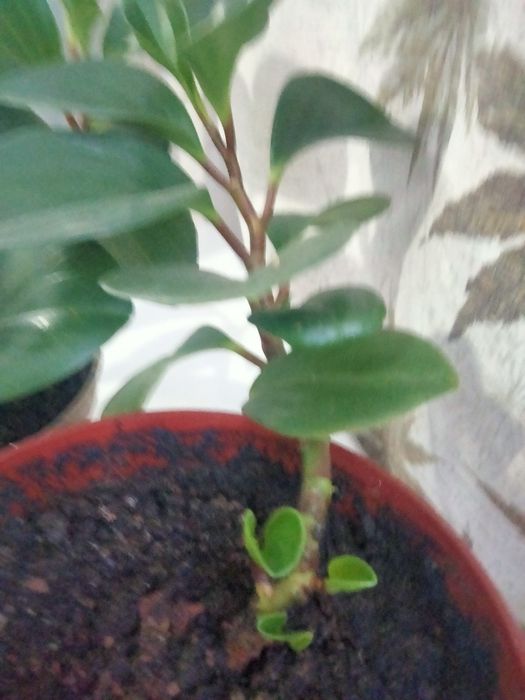 Комнатный цветок