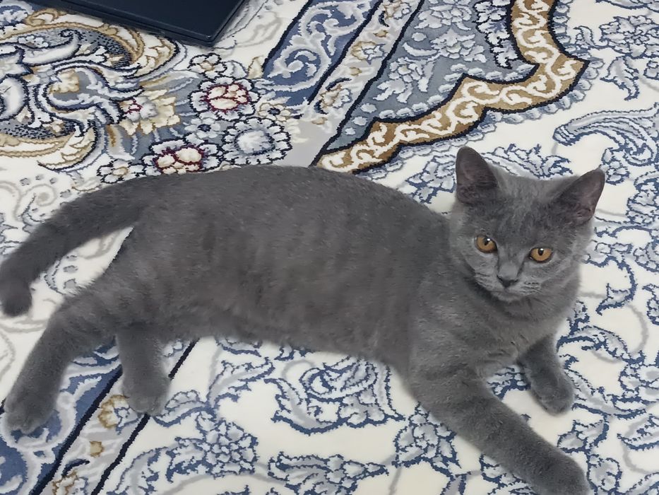 Кошка чистая парода