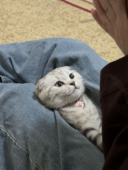 Шотландская вислоухий