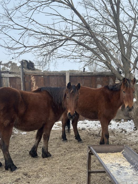 Откормдағы жас биелер сатылады