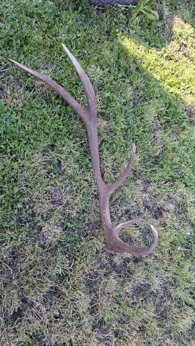 Еленски рог единичен 90см