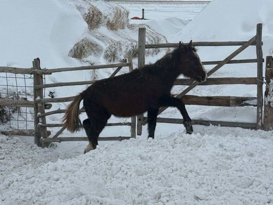 Жабагы. Продам 220мын