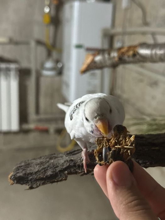 Попугай не для разведения