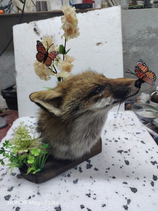 Препарирана лисица