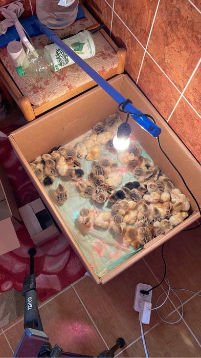 Инкубационные яйца Брама