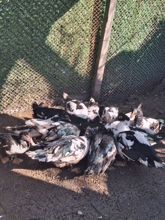 Vand rațe leșești