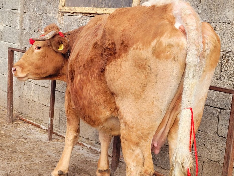 Vaca gestantă în 8 luni