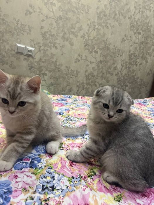 Мушук   болалари