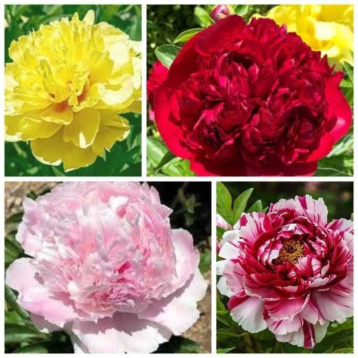 Rizomi (Bulbi) de Bujori giganti Eden's Perfume pt plantat f parfumați, fluorescenta bogata  nuante Roz, Alb, Rosu, Portocaliu  Galben, Mov Roz cu alb