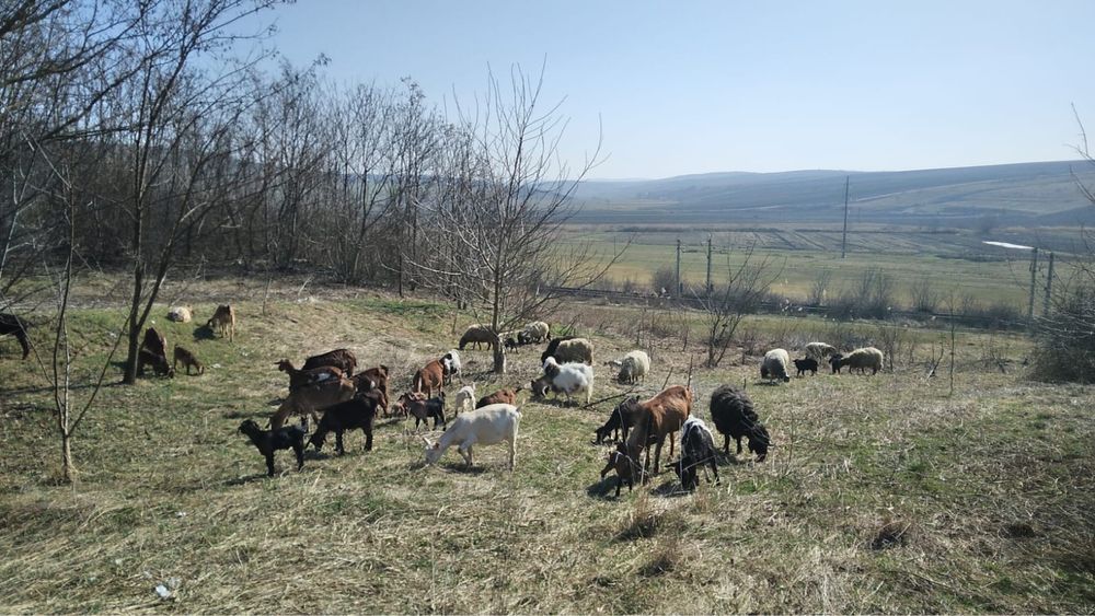 Capre de vanzare si oi