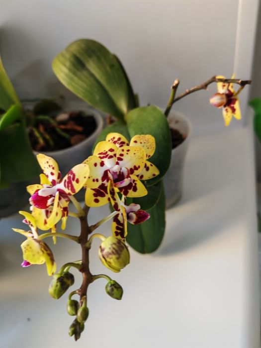 Фаленопсис Азиат