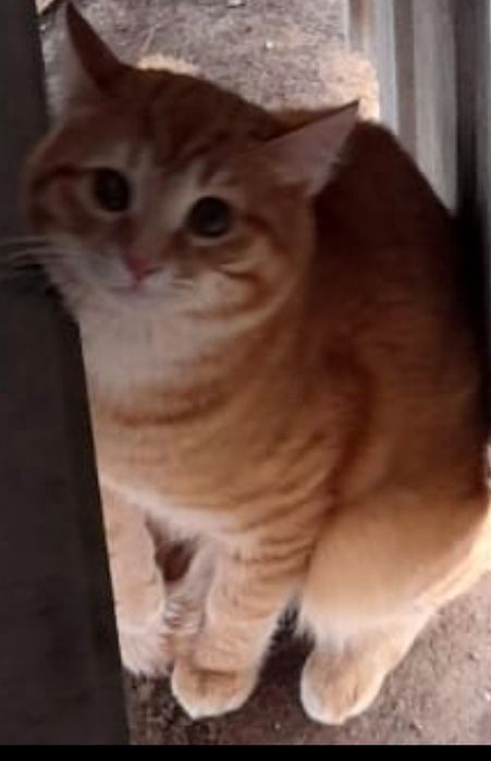 Очень хороший домашний кот даром/нужен новый хозяин/привезём .