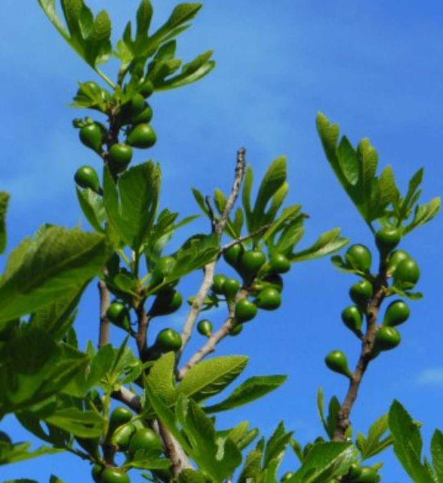 Мъжки фиданки смокиня (раждат зелени смокини за сладко)