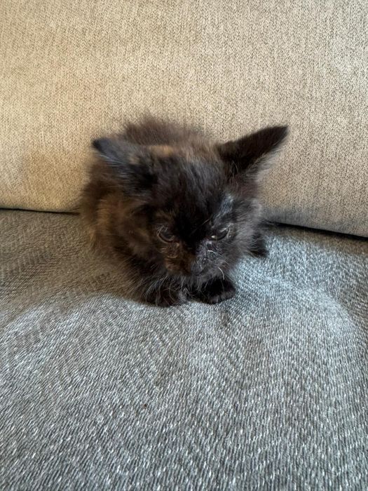 Отдам котят в хорошие руки