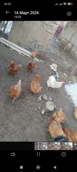 Продам или обменяю