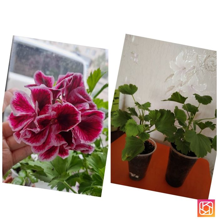 Продам комнатные цветы Пеларгония