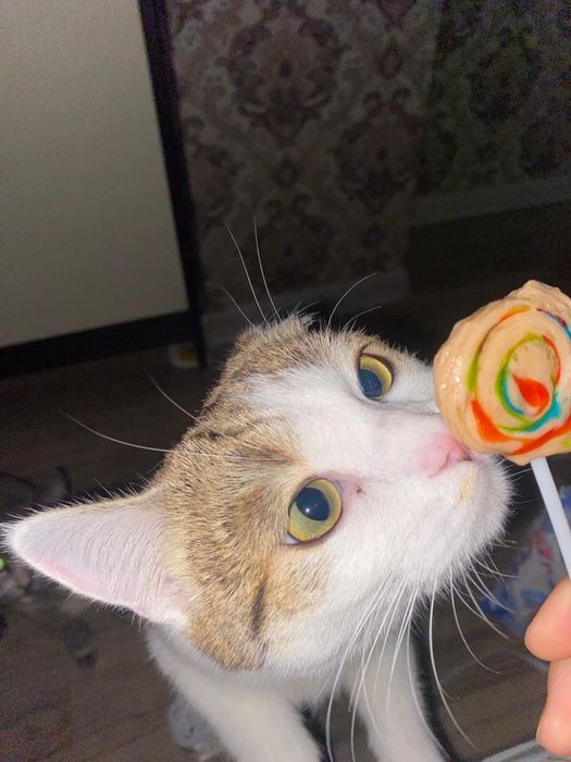 Котик в добрые руки