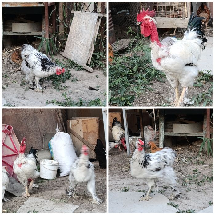 Испанка Голошейка қораздар
