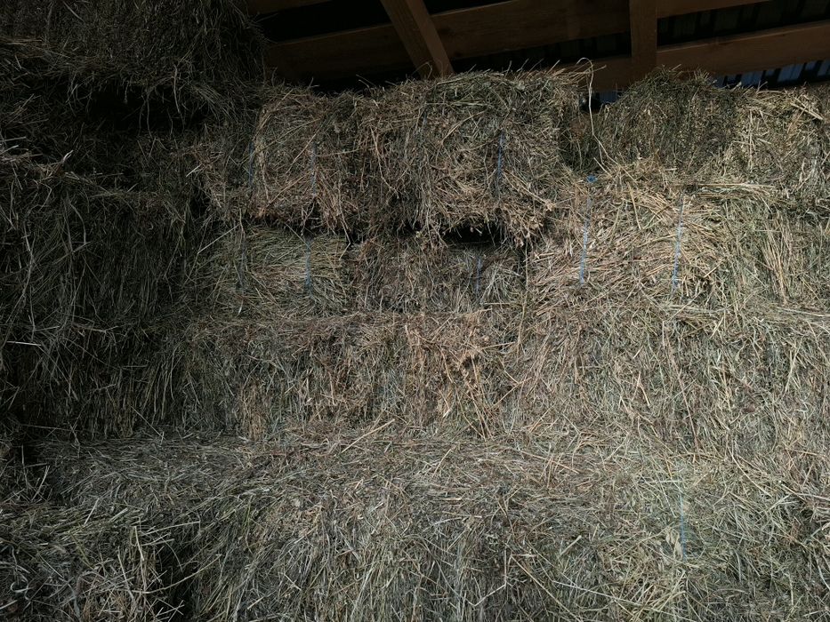 Baloti fan si lucernă