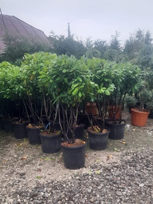 Vând plante ornamentale