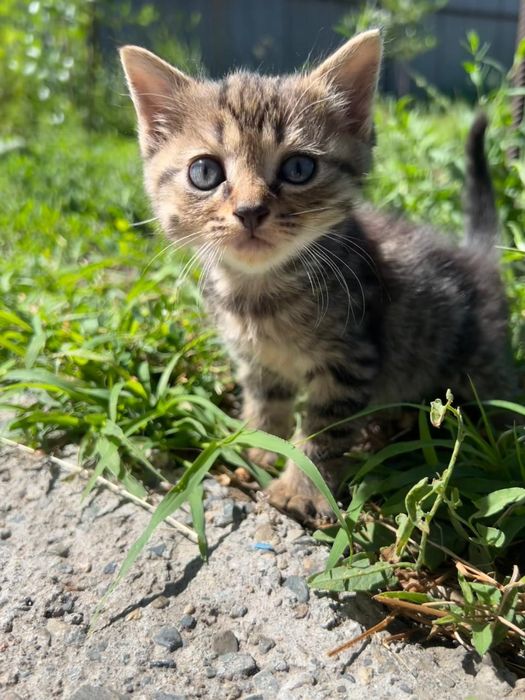 Отдам котят ,полубританцы