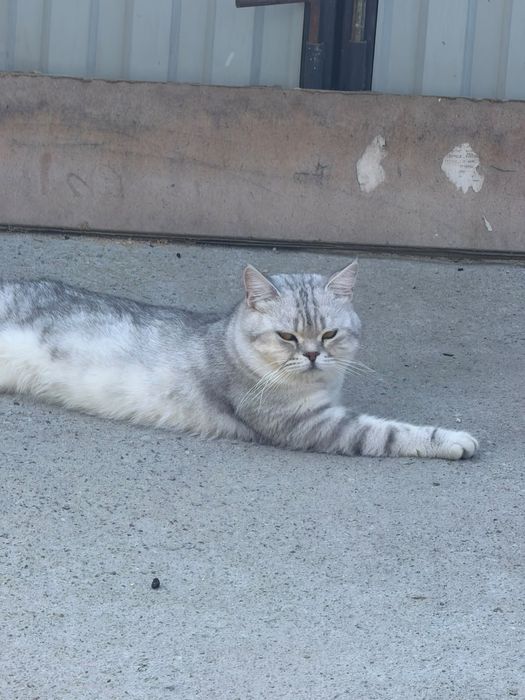 Котик Томас именно этот