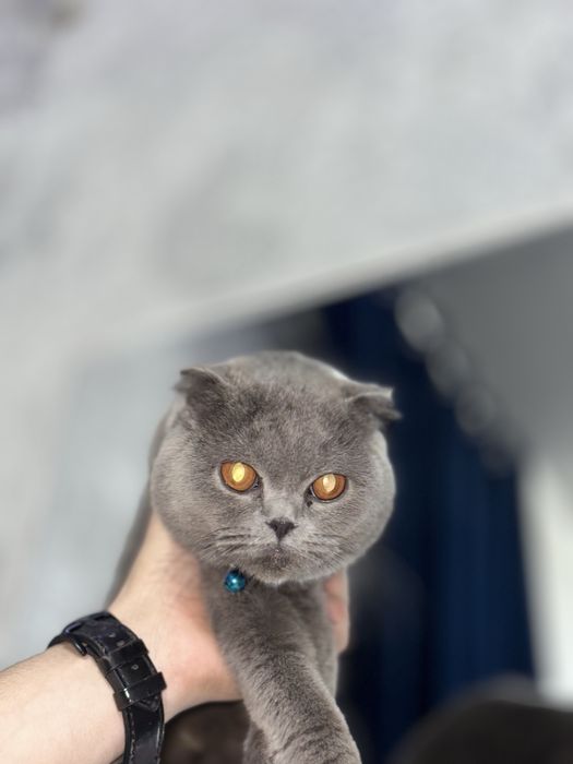 Mushuk sotiladi skotiw folt tozza