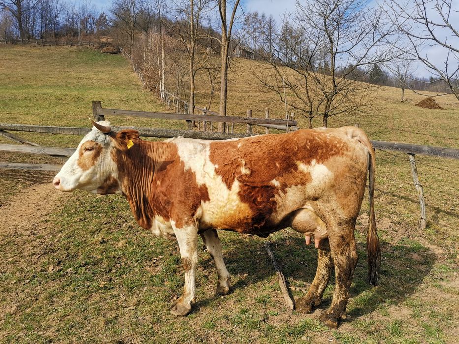 Vând vacă bună de lapte