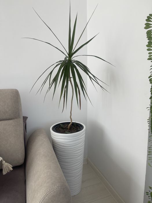 Продам комнатные цветы