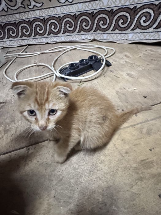 Отдам котенка вислоухого