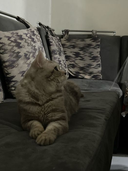 Британская короткашерстная