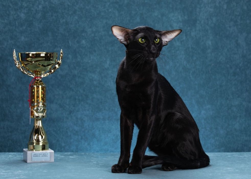 Ориентальные котята  с родословной