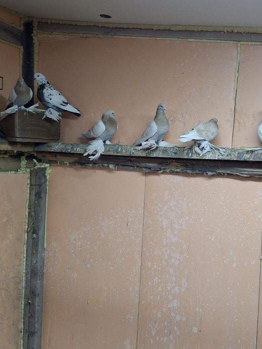 Продам голубей игра гребля тяга