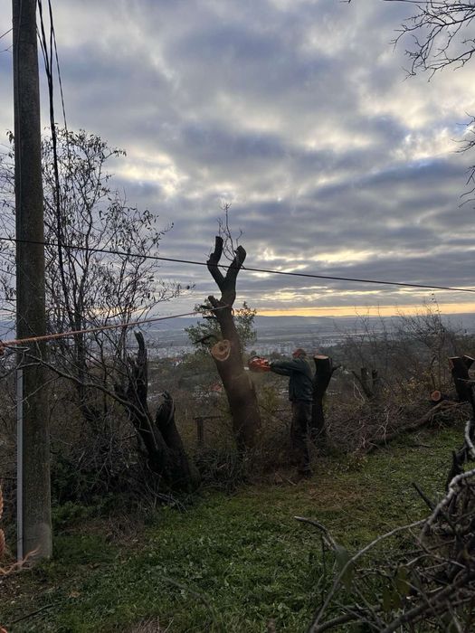 Рязане на дървета, извозване на разстителни отпадаци, дробене на клони