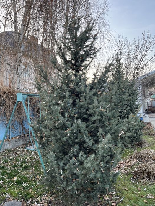 Продам ёлки натуральные