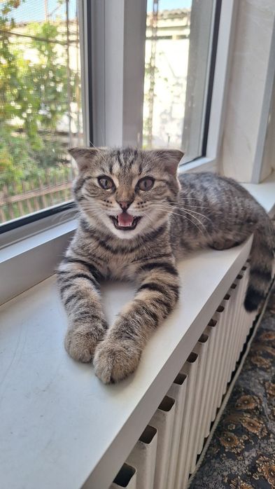 Мушукча сотилади скоттиш фолд
