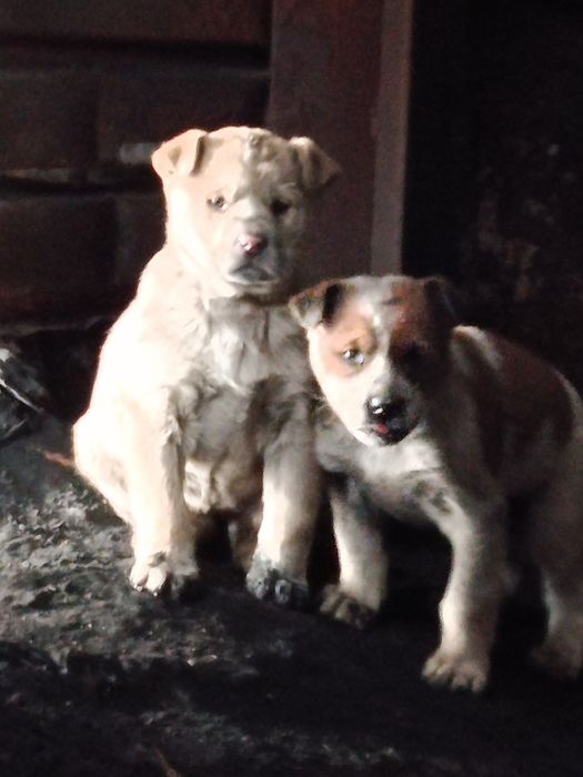 Щенки в хорошие руки будут крупные