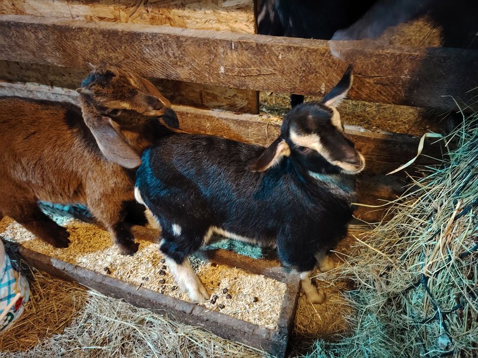 Продам девочек от молочных коз