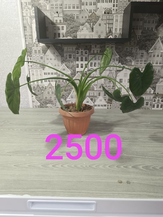 Продам недорого цветы