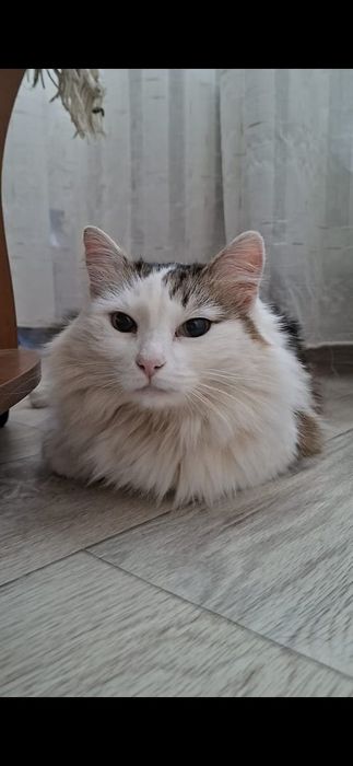 Пушистая грациозная Ева в добрые руки!