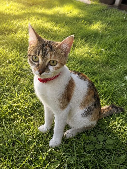 Котята в поисках дома.