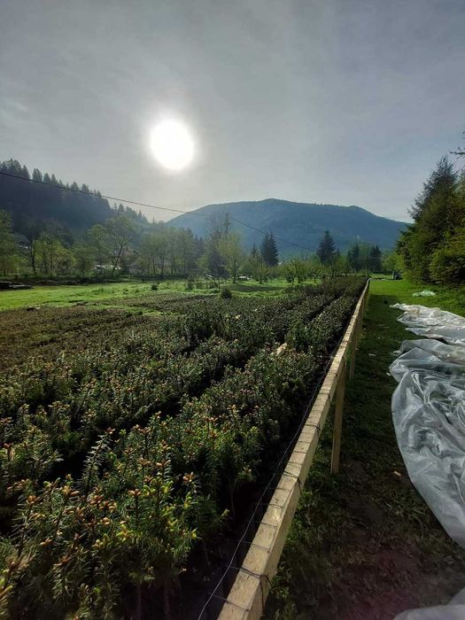 Pachet 30 buc. puieti Mixt containerizati brad, molid, pin- 10 specii