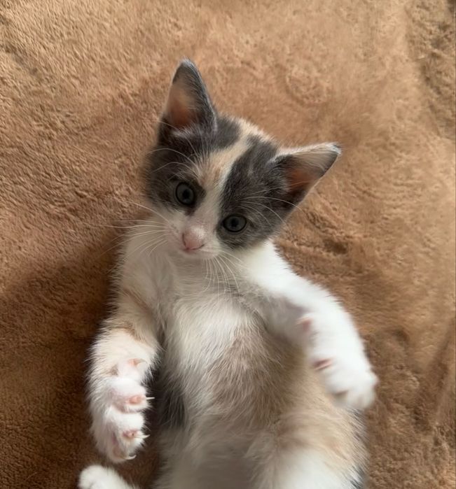 Котята в добрые руки!