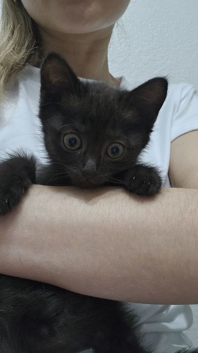 Котёнок мальчик в добрые руки, срочно