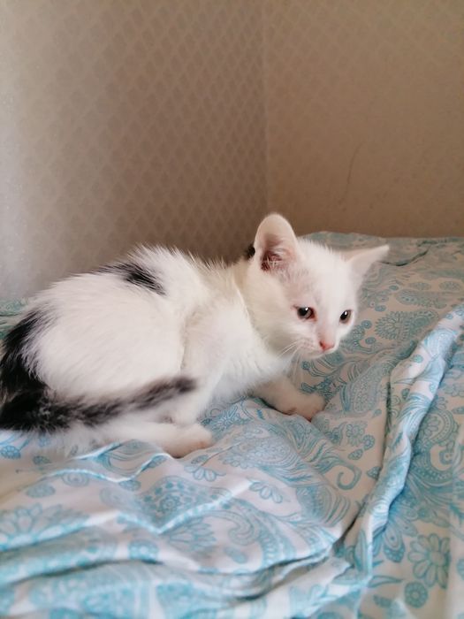 Қыз және ұл әдемі мысықтар