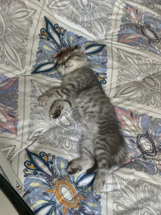 Mushuk zoti toza oladiganlar bulsa