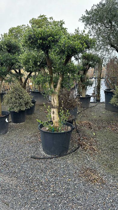Măslin Olea Europaea din stoc | Design grădini mediteraneene