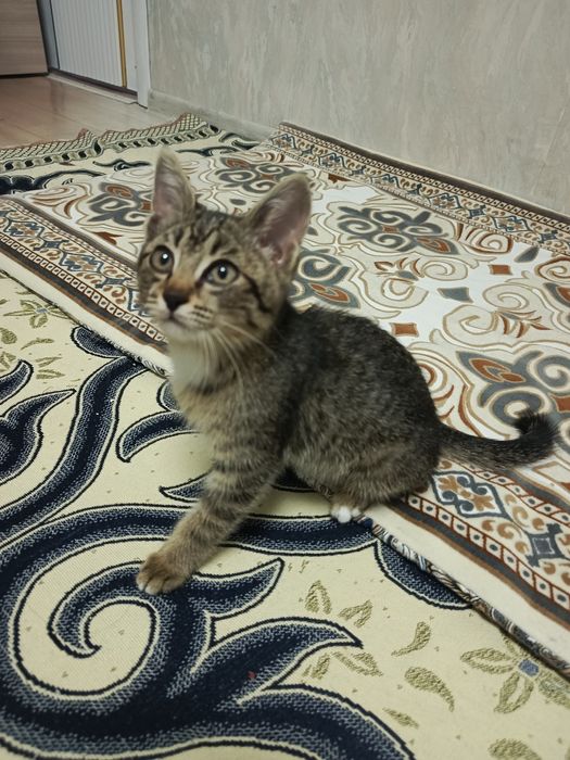 Котёнок-табби окросом