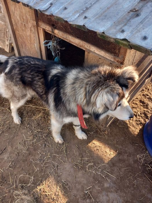 Donez  unei familii iubitoare  o cățelusa  husky