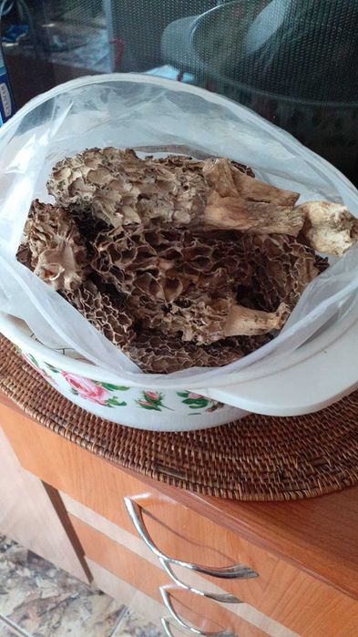 Zbarciogi morcela esculenta uscati
